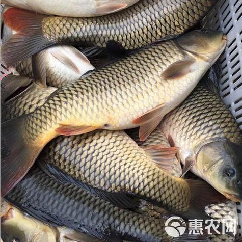 2斤左右的鲤鱼批发多少