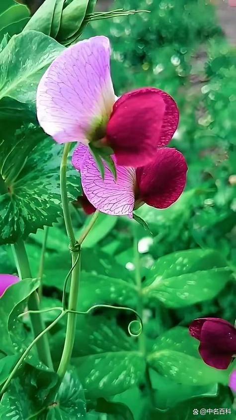 豌豆花的花语和寓意