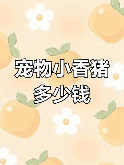 乖猪聊天赚钱吗