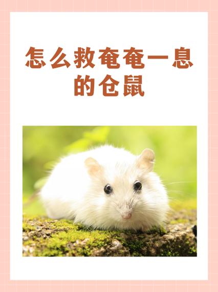 仓鼠发烧的表现