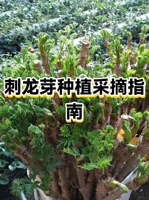 刺龙芽的种植方法