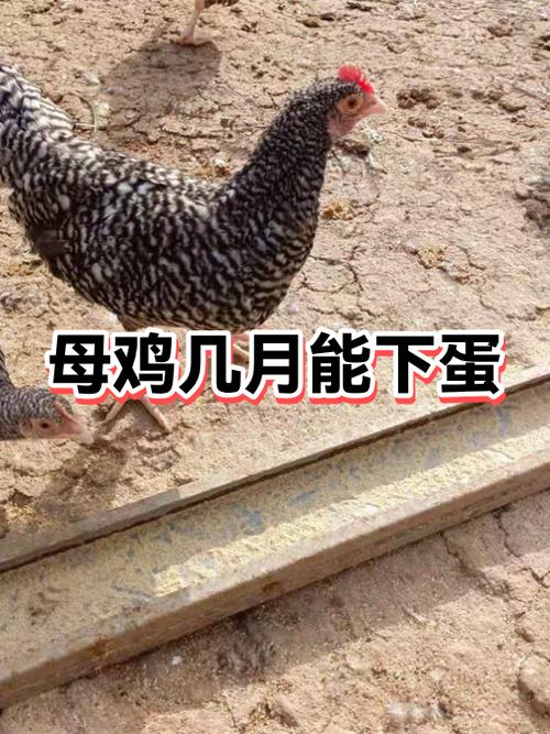 母鸡自己能下蛋么