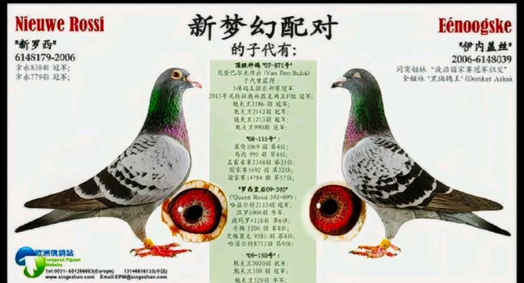 鸽子一般几天能配对