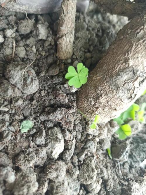 四叶草发芽图标