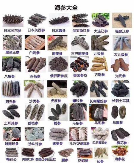 海参分几种类型