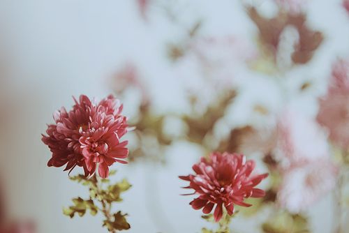 九月有什么花开放的