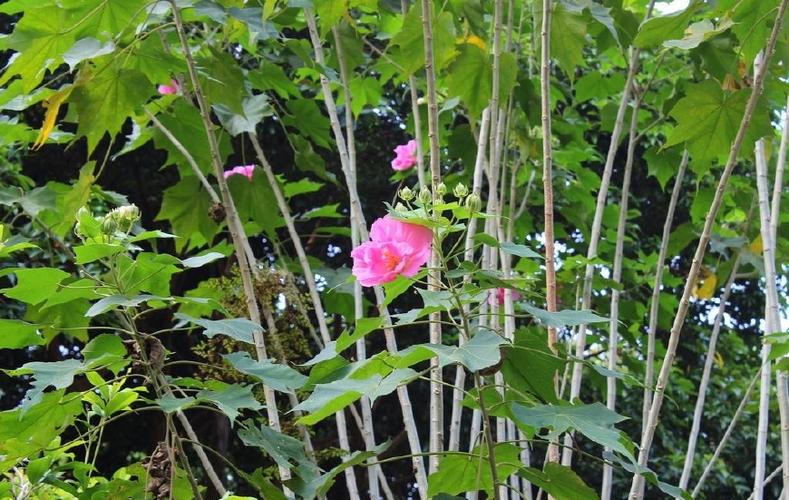 芙蓉花多少钱一斤