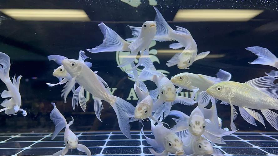 闪鳍锦鲤