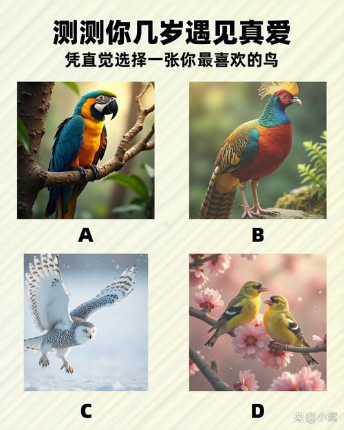笨鸟分期