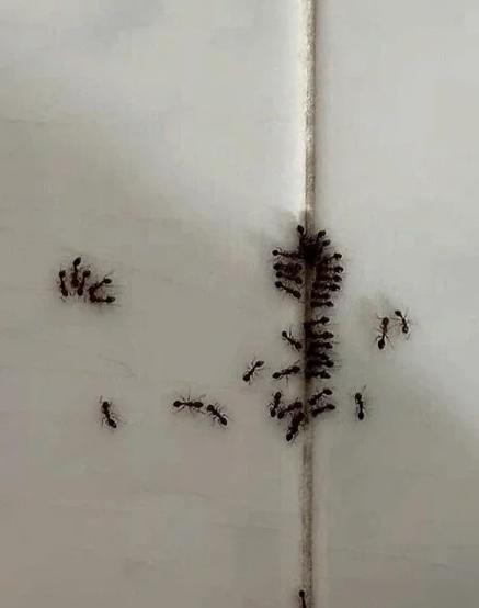 带翅膀的蚂蚁怎么消灭图标