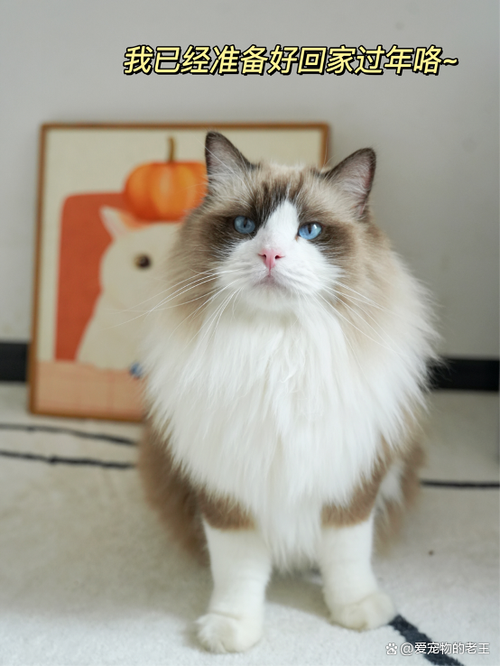 过年养猫好吗
