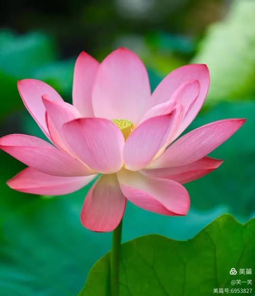 leo的花体字图标