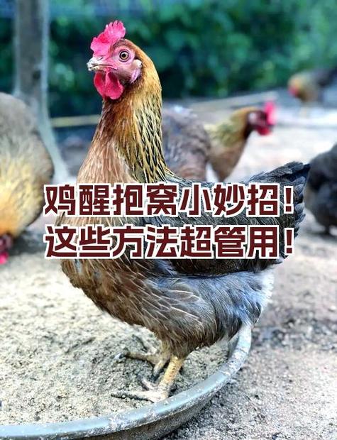 鸡醒抱最有效的土方法