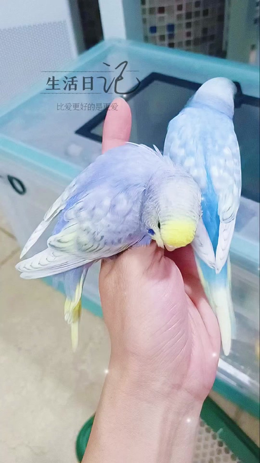 虎皮鹦鹉会说话吗截图2