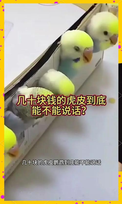 虎皮鹦鹉会说话吗截图3