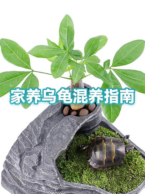 魔兽世界乌龟世界任务