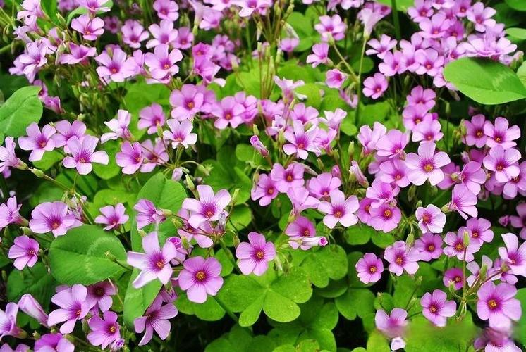 紫花酢浆草