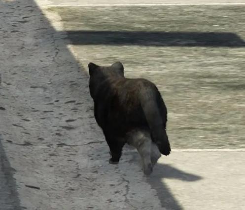 gta5猫