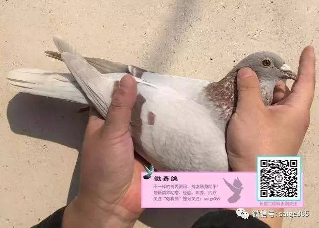 信鸽助手怎么接单截图3
