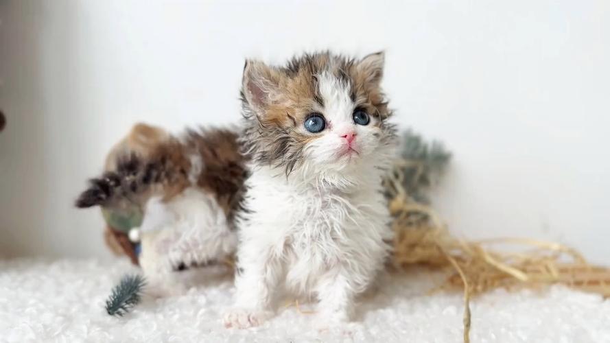 赛尔凯克猫培育
