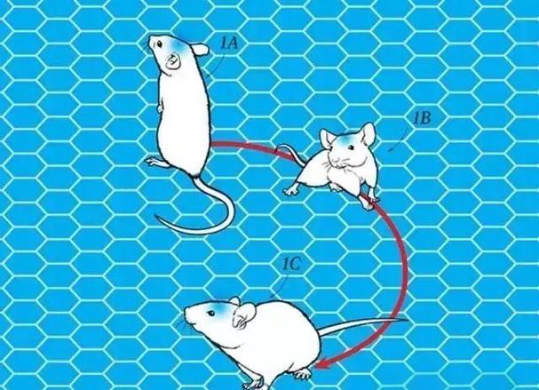 一台电脑能插两个鼠标吗