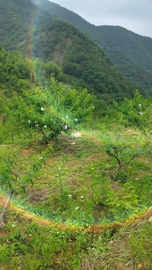 云岭果园
