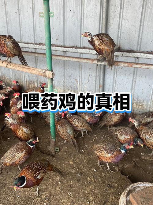 成年鸡刚买回来要喂药吗