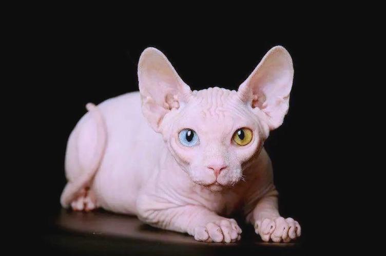 和斯芬克斯差不多的卷毛猫
