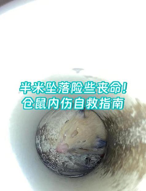 仓鼠一边跳一边叫最简单解决方法