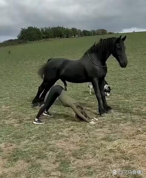 驯服马的技巧