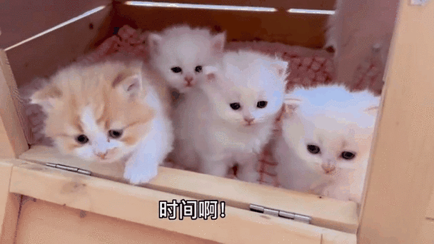 小猫360官方下载