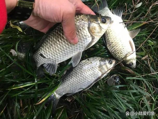 水深超过多少米无鱼了