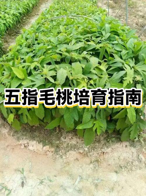 毛桃中哪个品种最好