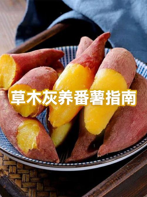 种红薯可以用羊粪吗