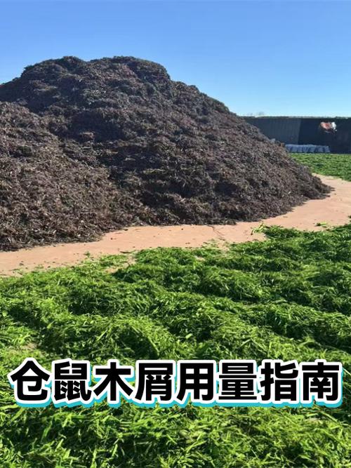 仓鼠如果没有木屑可以用什么代替
