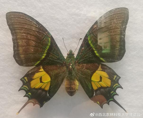 中国的国蝶是什么蝴蝶