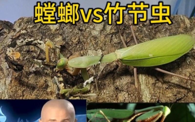 螳螂vs竹节虫