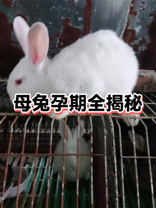 兔子会自己控制食量吗