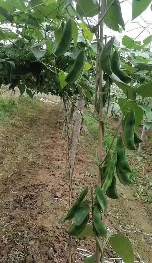 荷包豆减肥可以吃吗