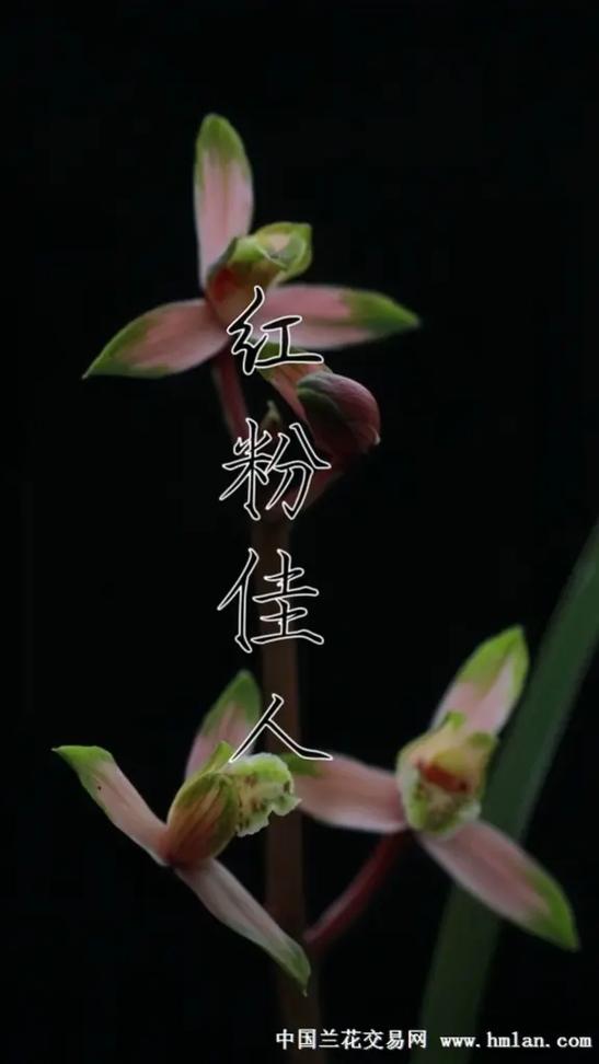 最新版红粉佳人小说
