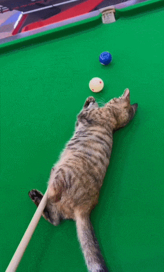 好问艾露猫哈库木村答题
