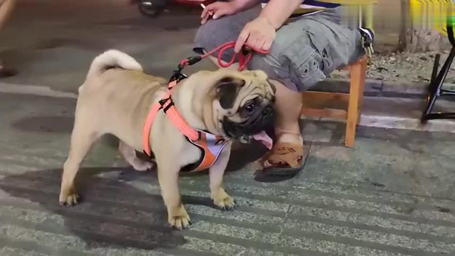 八斗狗