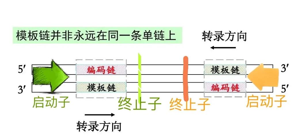 有意义链是编码链还是模板链