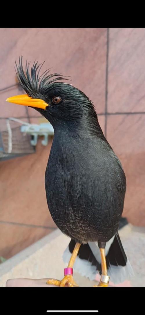 八哥鸟