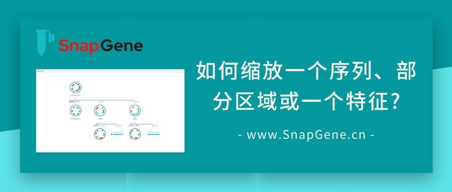 su怎么以中心缩放
