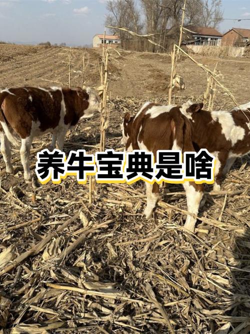 养牛最好的方法怎么养牛