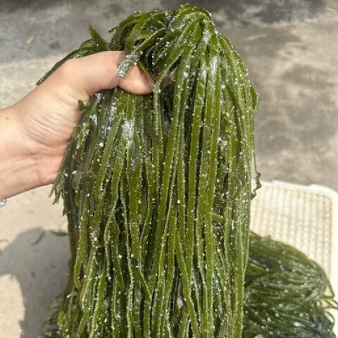 批发海带哪里最便宜