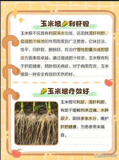 王米的功效与作用?