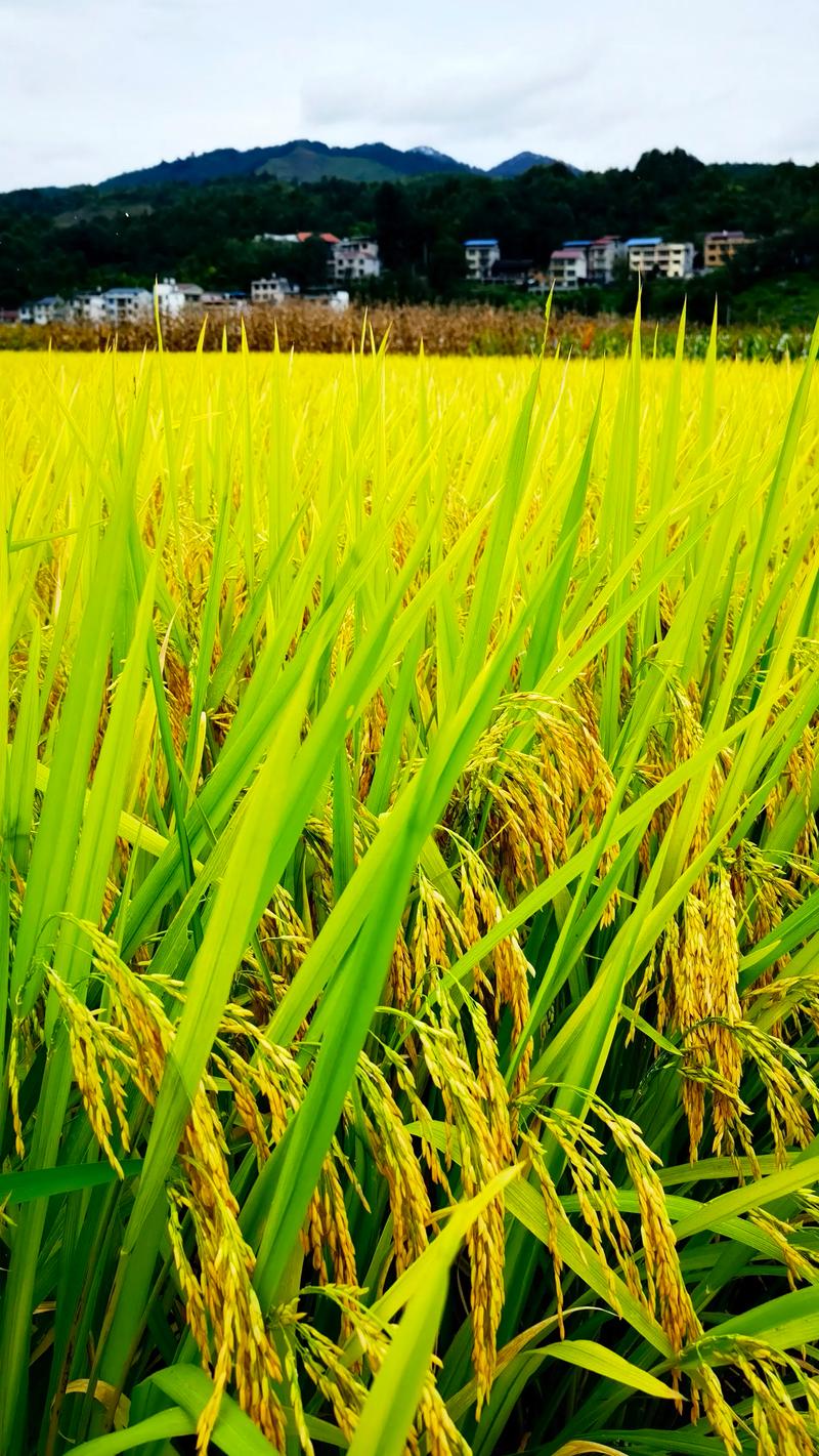永恒天舟:田园