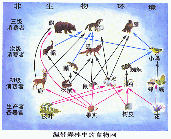 《食物链》电影完整版在线观看